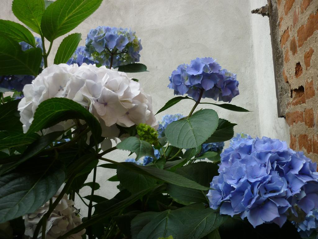 L'Adele Bed & Breakfast Occimiano Luaran gambar